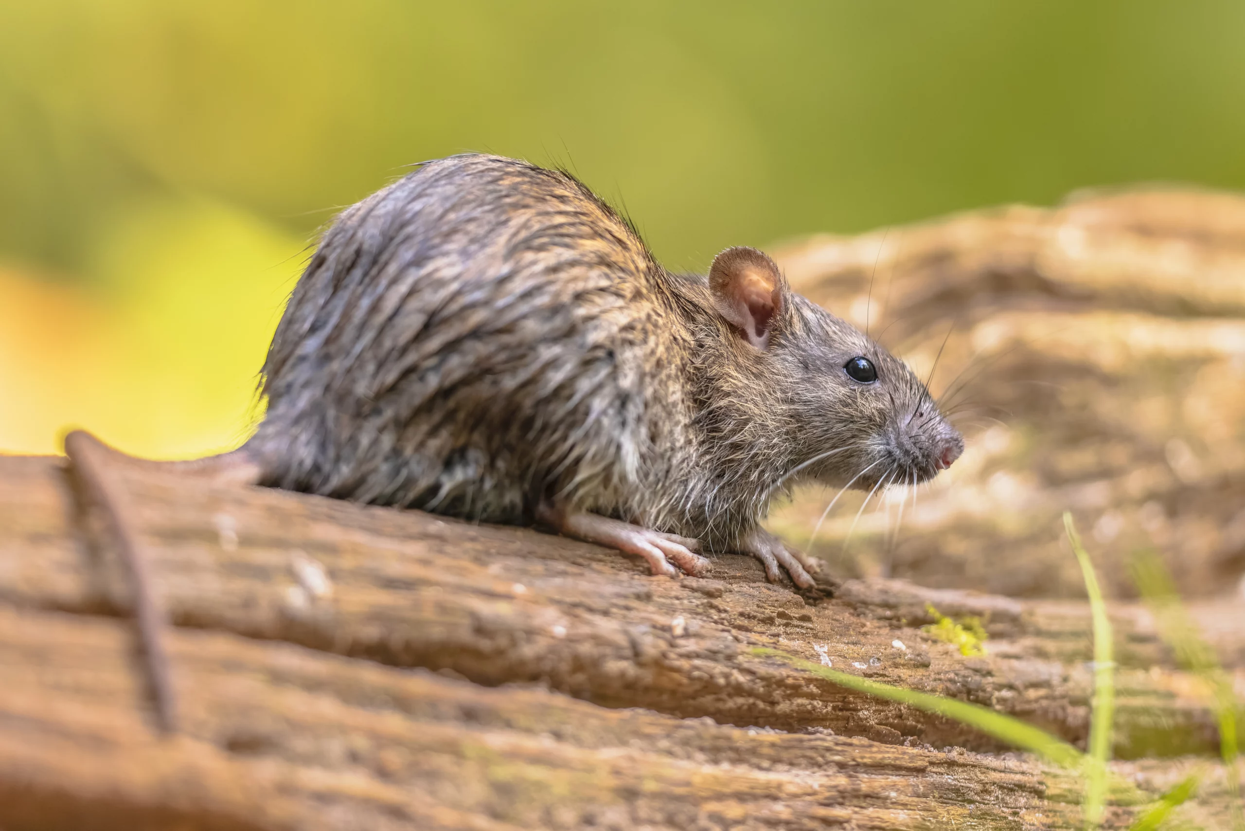Rat in de tuin
